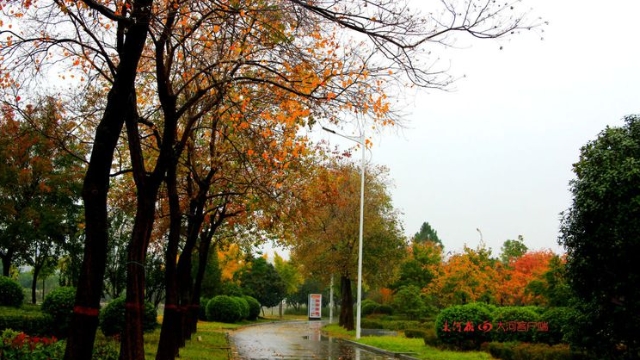 詩(shī)情畫意！秋冬之交一場(chǎng)雨 別樣周口落葉美