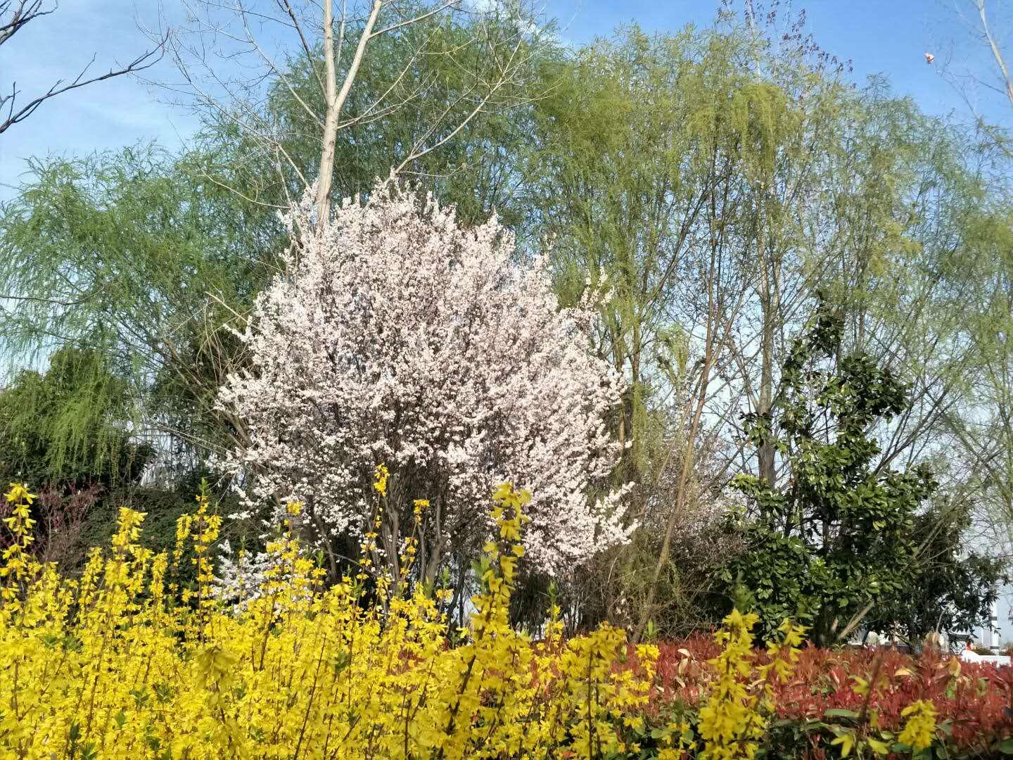 春天里，我們一起來看花