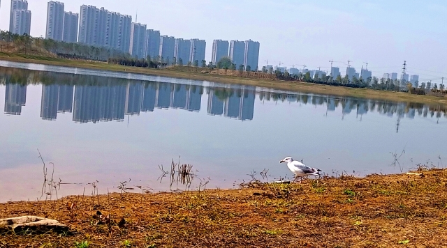 打造水生態(tài)城市，讓周口更宜居