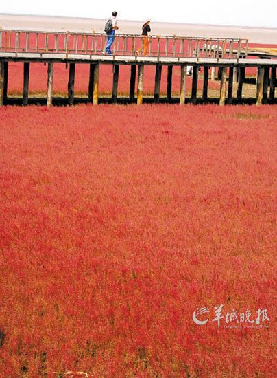 遼寧盤錦紅海灘，面積達(dá)9萬畝