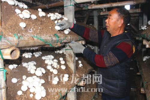 周口項(xiàng)城：食用菌種植基地內(nèi)，工人正在查看雙孢菇長(zhǎng)勢(shì)