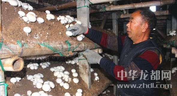 周口項(xiàng)城：食用菌種植基地內(nèi)，工人正在查看雙孢菇長勢
